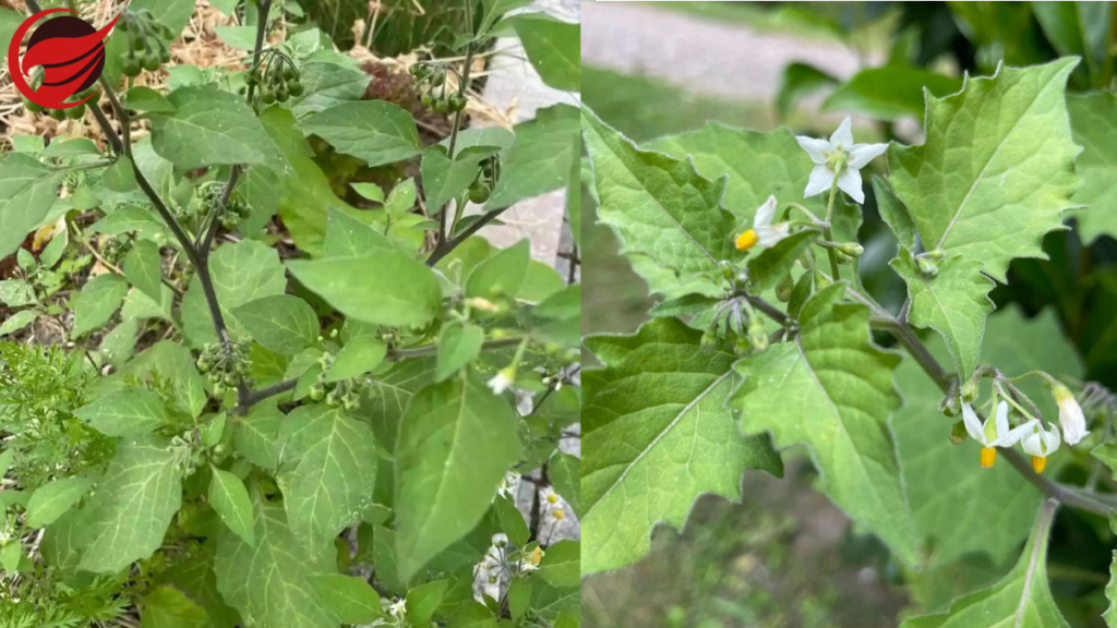 nachtschattenlähmung